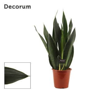 Sansevieria Black Diamond