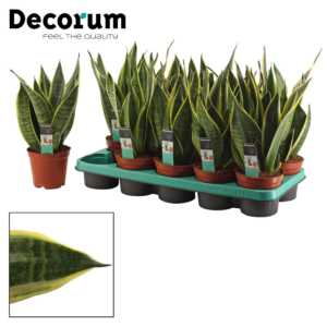 Sansevieria Canary