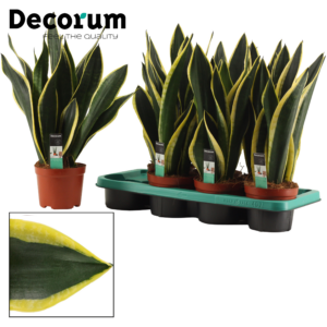 Sansevieria Night Shade