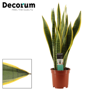 Sansevieria Laurentii