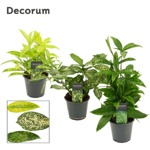 Dracaena mix