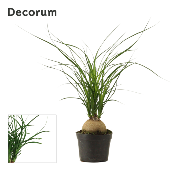 Beaucarnea recurvata