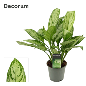 Aglaonema Christina