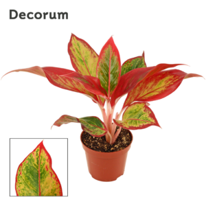 Aglaonema Red Fire