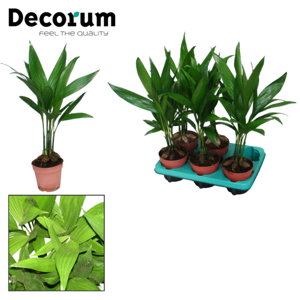 Areca Catechu