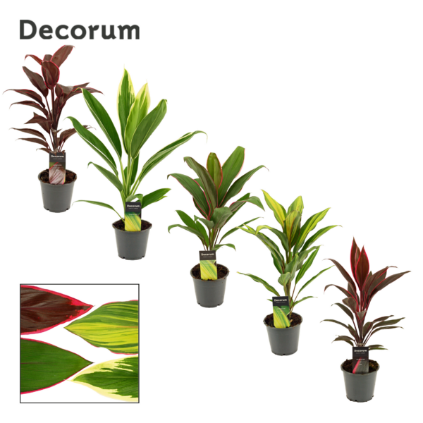 Cordyline Mix