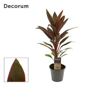 Cordyline Rumba