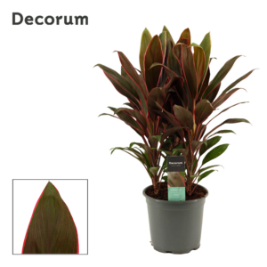 Cordyline Rumba