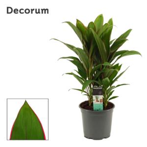 Cordyline Salsa