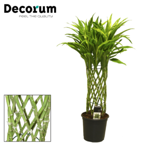 Dracaena Sanderiana gold