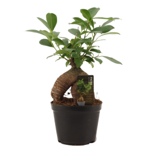 Ficus Ginseng Retusa