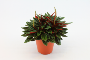 Peperomia Rosso