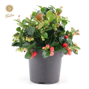 Gaultheria pr. Big Berry®