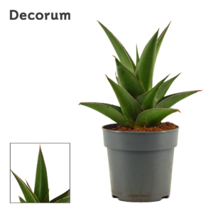 Sansevieria Abbey crown