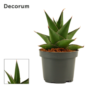 Sansevieria Abbey crown