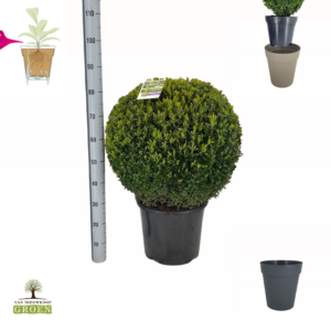 Buxus sempervirens Bol 60