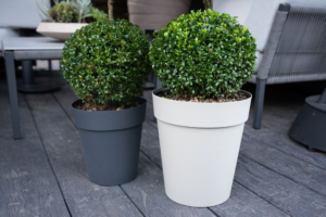 Buxus sempervirens Bol 70