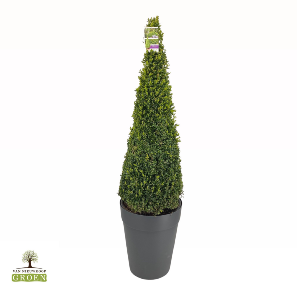 Buxus Sempervirens Piramide 120-130