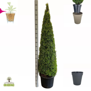 Buxus Sempervirens Piramide 170-180