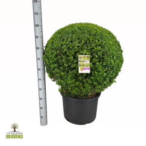 Buxus sempervirens Bol 80