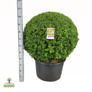 Buxus sempervirens Bol 90