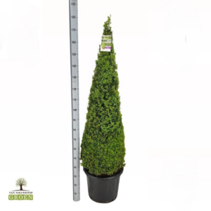 Buxus Sempervirens Piramide 160-170