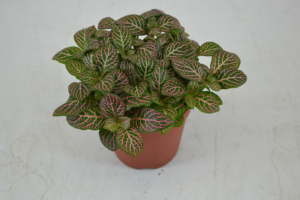 Fittonia Mistral