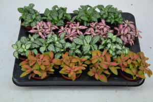 Fittonia Mix