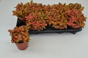 Fittonia Ruby Lime