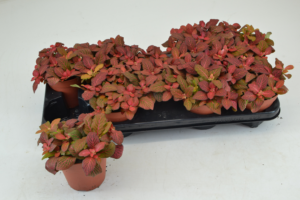 Fittonia Ruby Red