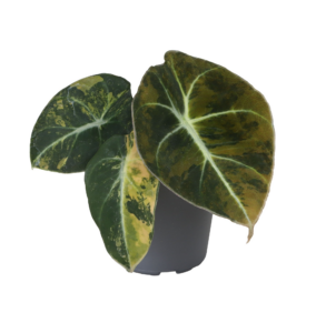 Alocasia Black Velvet Gold Aurea Variegated