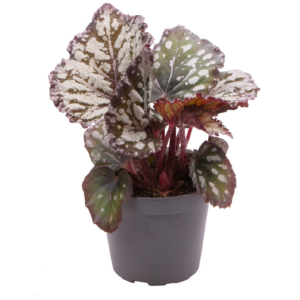 Begonia Rex Dew Drop
