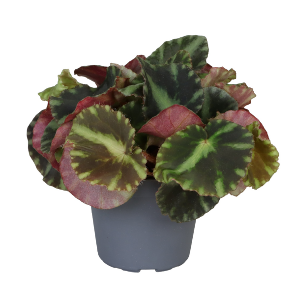 Begonia Rex Cleopatrae