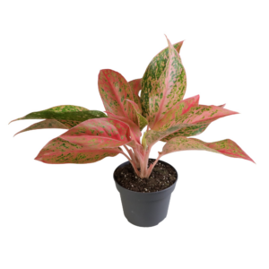 Aglaonema Crete Fire