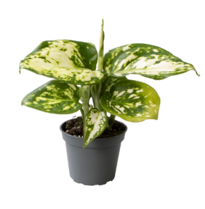 Aglaonema Snowflake