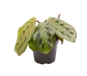 Calathea Leuconeura Red Stripe