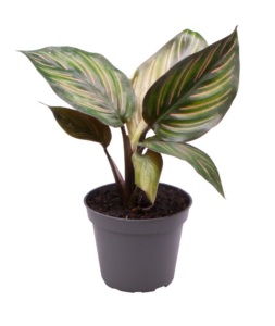 Calathea Mieli