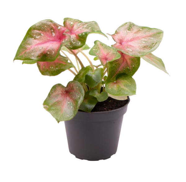 Caladium Casey