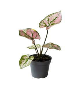 Caladium Purple Light