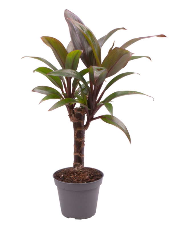 Cordyline Fruticosa Purple Compacta