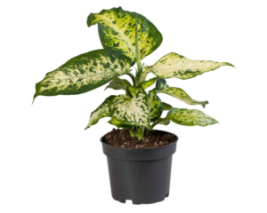 Dieffenbachia maculata 'Amy'