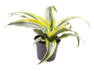 Dracaena fragrans 'Lemon Surprise'