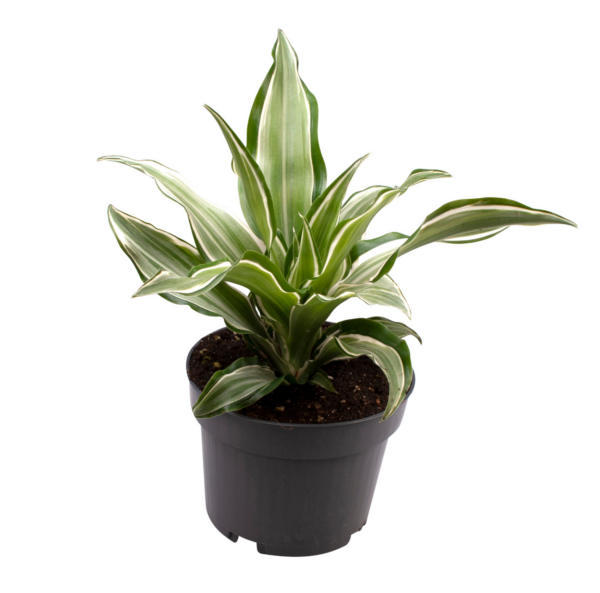 Dracaena fragrans 'Kanzi'