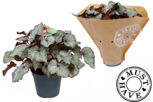 Begonia Hawaiian Silver