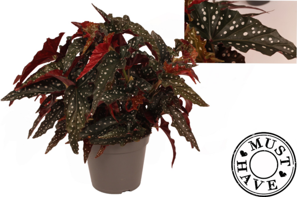 Begonia maculata 'Black Forest'