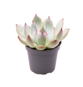 Echeveria Parva