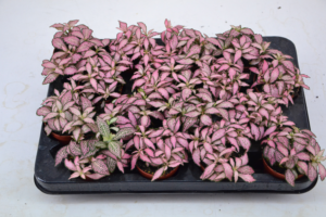 Fittonia Mosaic Pink Forest Flame