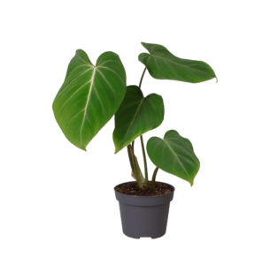 Philodendron gloriosum