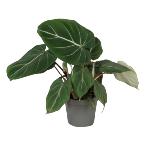 Philodendron gloriosum