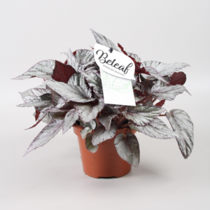 Begonia Beleaf Arctic Breeze